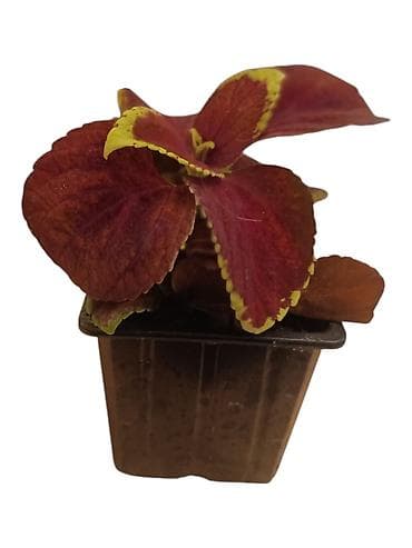 Semena i sadnice: Koleus (Coleus blumei) – ukrasna biljka sa šarenim lišćem - Vrsta — 4