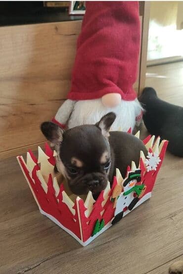 štenci šarplaninca: Francuski buldog štenci exotic, plavi, klasik i fluffy veseli — 5