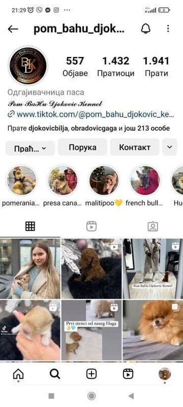 mali pufnasti psi: Maltipoo vrhunske genetike u registrovanoj odgaivacnici Bahu Djokovic — 7