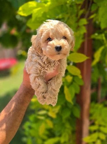mini pudla braon: Maltipoo stenci spremni su za preuzimanje. Mama je maltezer malog — 3