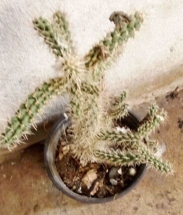 forma ideale ormari za sobu: Kaktusi — 2