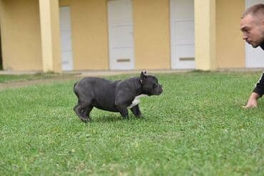 mali psi za udomljavanje: Dostupni stenci american bully Starosti 4 meseca Primili sve vakcine — 8