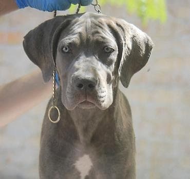 Dogs: Cane Corso štenci U ponudi veoma perspektivni štenci iz različitih — 2