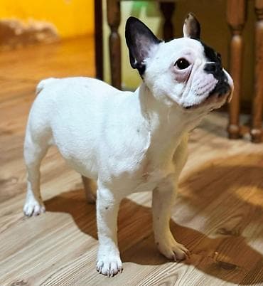 Psi: Odgajivačnica Francuskih Buldoga FCI 6478 Smederevo Fortress u ponudi — 2