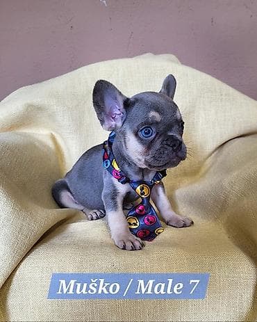 stenad: Francuski Bulldog štenci exotik boja. Stari 3 meseca, primili sve 3 — 7