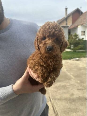 psi pomeranci na poklon: Mini crvene pudle! Mini crvene pudle top kvaliteta u ponudi — 3