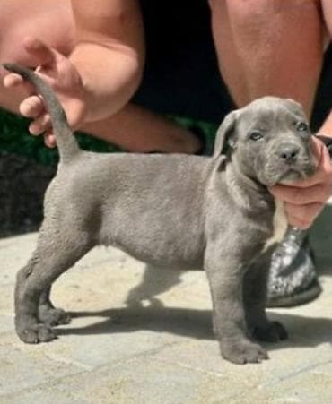hrana za golubove cena: Cane Corso štenci Štenci Kane Korso stari 2 meseca na prodaju. U — 1