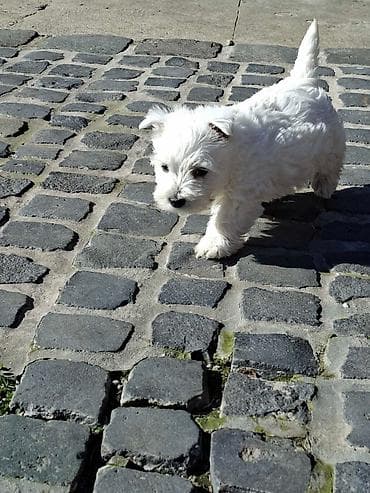 Psi: Zapadno škotskog belog terijera "W E S T I " stari 2 meseca — 9