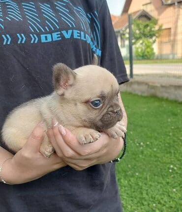 štenci nemačkog ovčara: Francuski buldog štenci egzotične plave boje, veseli umiljati, stručno — 4