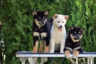 staford kuce: NEW "MINMIGORA' S" litter "Minmigora' s" Shiba Inu kennel present new — 9
