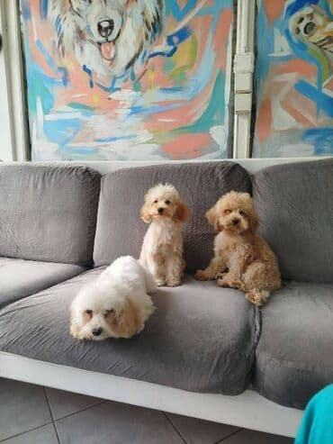 doga: Patuljasta pudla štenci Štenci patuljaste pudle stari 4 meseca na — 7