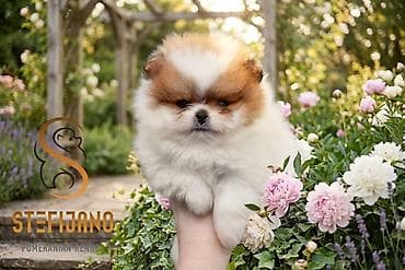 Pomeranac Boo. Čistokrvni,prelepi štenci pomeranca, vrhunskog porekla — 5