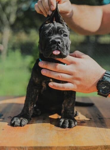 psi koji trazi tartufe: Postanite vlasnik jednog od naših vrhunskih Cane Corso štenaca — 5