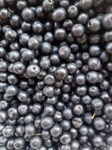 prodaja sadnica voca cene: Aronija (Aronia melanocarpa) sveža, organska, odličnog kvaliteta, bez — 3