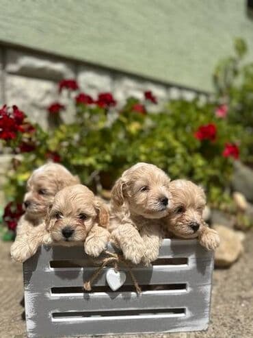polovne kucice za pse: Maltipoo kucici savrsenog izgleda i genetike FCI 7493 posetite nase — 1