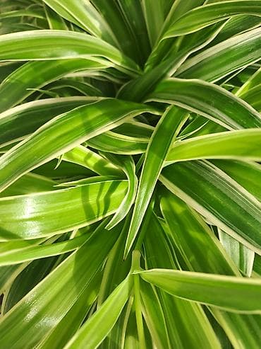 Chlorophytum u saksijama, velike biljke, stalna bujnost