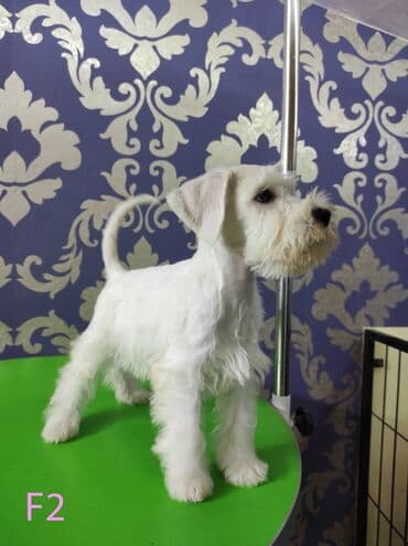Psi: Odgajivačnica KARDIA SKILOS Kennel ima na prodaju prelepe štence belog — 4