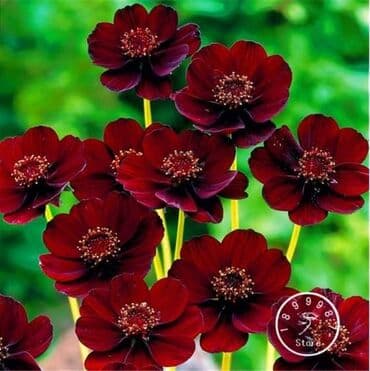 Kosmos
Cena 650din/ 100 semena na lalafo.rs Kosmos
Cena 650din/ 100 semena