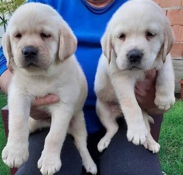 pudlice na prodaju: Labrador štenci na prodaju u žutoj i crnoj boji, oba pola u ponudi — 1
