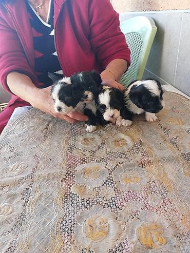 psi mali: Štenci crno-belih malih rasa (više štenaca na raspolaganju) - Štenci — 7