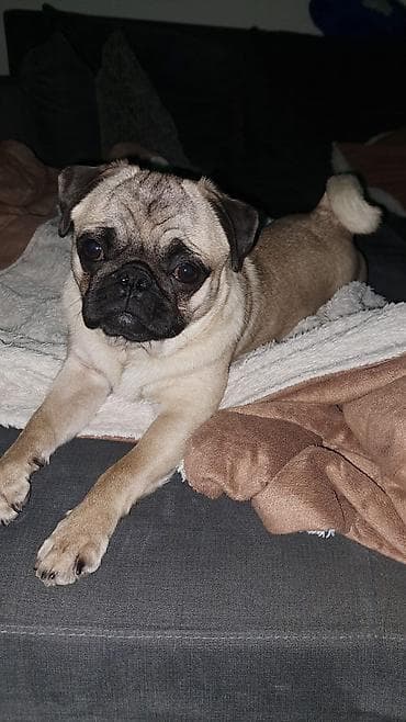 Mops – prelepi pas malog rasta ~Mops iz Paraćina – povoljno, razigran