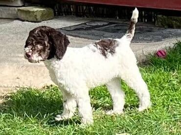 golubovi kupujem prodajem 2 strana: Nasa odgajivacnica lagotto romagnolo pasa A GANG OF LAGOTTA FCI 7244 — 3