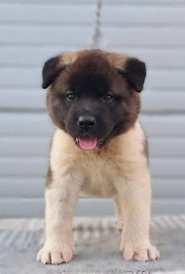 konji ulje na platnu: Američka Akita štenci Odgajivacnica TOP WINNER PUPPY sa ponosom — 6