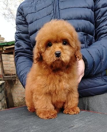 poklanjam kuce: Crvene toj i patuljaste pudlice, 2 ženska i 2 muška kučeta na prodaju — 4