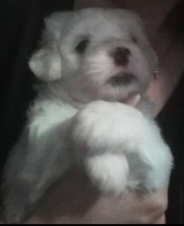 Ptice: MINI MALTEZER - Belo štene male rase sa mekom, pufnastom dlakom — 1