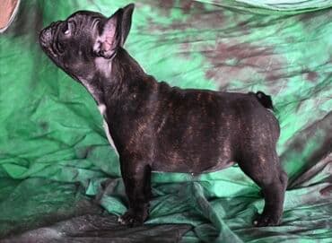 haski stene: Francuski buldog – štene - Rasa: Francuski buldog - Boja: crna — 2