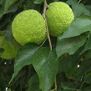 poklon za ljubitelje vina: Maklura pomifera brzorastuće drvo pogodno za živu neprohodnu — 1