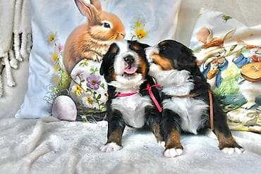 psi na poklon cacak: Bernski planinski pas Najbolji pas za porodicu spremni za rezervaciju — 2