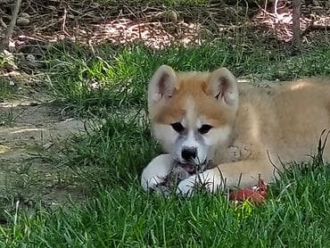 vucjak na prodaju: Japanska Akita (Akita Inu) stenci spremni za preuzimanje, vakcinisani — 10