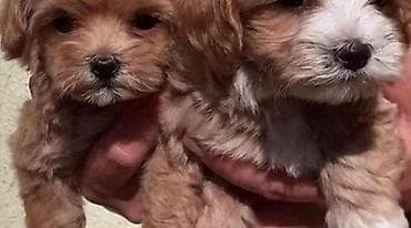 mini maltezer štenci: Maltipoo stenci ostenjeni 05.01.2026. Majka mini maltezer a otac — 1