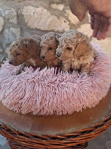 mali psi za stan cena: Na prodaju prelepi štenci toy pudle U ponudi su: 2 mužjačića, 1 — 2