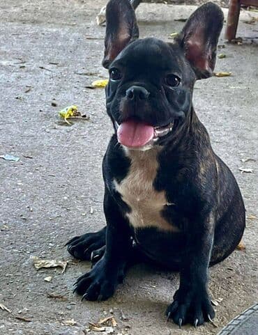 francuski buldog plavi cena: Stenci francuskog buldoga oba pola stari tri meseca spremni za — 4