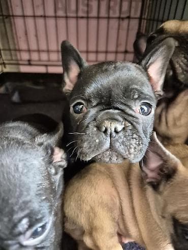 Pets & Animals: Francuski buldog štenci - Rasa: francuski buldog - Boje: crna — 1