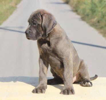 Psi: Cane Corso štenci dostupni za rezervaciju! U ponudi imamo tri — 7