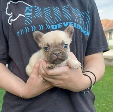 štenci nemačkog ovčara: Francuski buldog štenci egzotične plave boje, veseli umiljati, stručno — 6