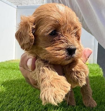 crvene pudle cena: Cavapoo-Kavapu (cavalier king charles spaniel + pudla) Cavapoo, u — 7