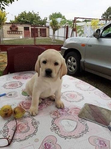 pudlice na prodaju: Labrador štenci na prodaju u žutoj i crnoj boji, oba pola u ponudi — 6