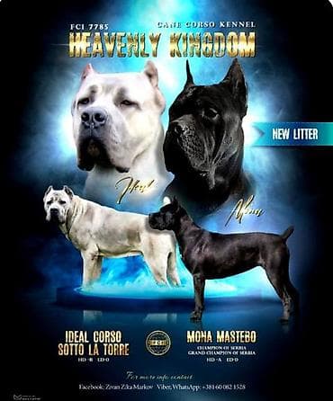 psi: Kane Korso štenci Odgajivačnica Cane Corso Kennel Heavenly Kingdom FCI — 8