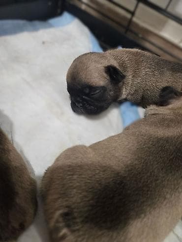 slike haskija: Štenci – kratkonosa rasa malog rasta (tip buldog/mops). Leglo više — 6