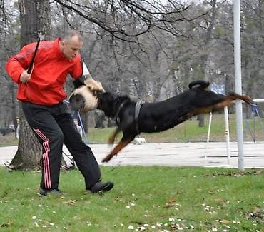 francuski buldog štenci: Rotvajler, muška štenad Odgajivačnica „Fustendorf“ FCI 5449, rasa — 7