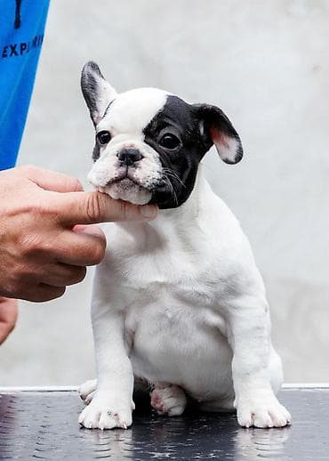 plavi francuski buldog cena: VRHUNSKI FRANCUSKI BULDOZI-Rezervacije u toku.Iz odgajivačnice — 2