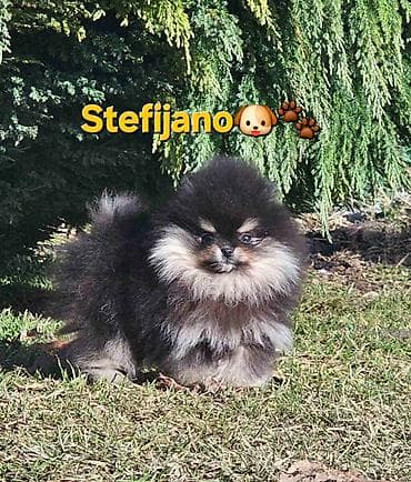 divlji pas u srbiji: Pomeranac Boo. Vrhunski stenci pomeranca, minijaturnog patuljastog — 5