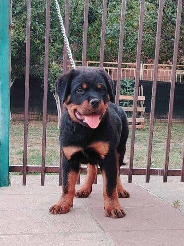 Psi: Rotvajler, vrhunski štenci U ponudi vrhunsko leglo rase Rottweiler — 1