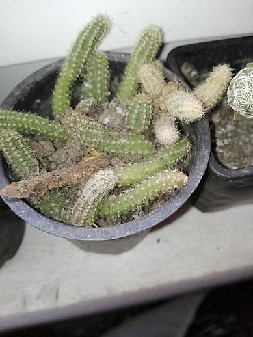 Kaktus više vrsta dogovor