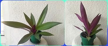 ukrasne lampe za sobu: Mojsijeva kolevka 30 cm - Tradescantia spathacea Prodaje se biljka sa — 2