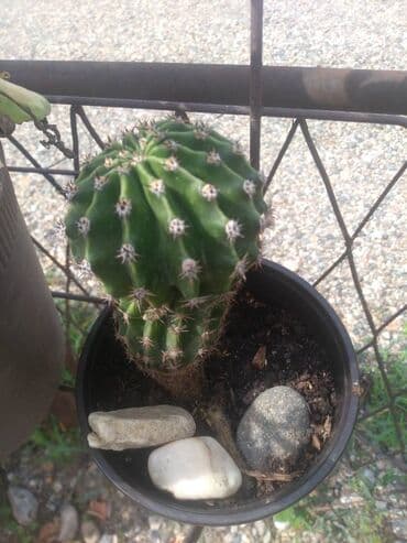 sobna vrata leskovac: Kaktus 300 dinara — 1